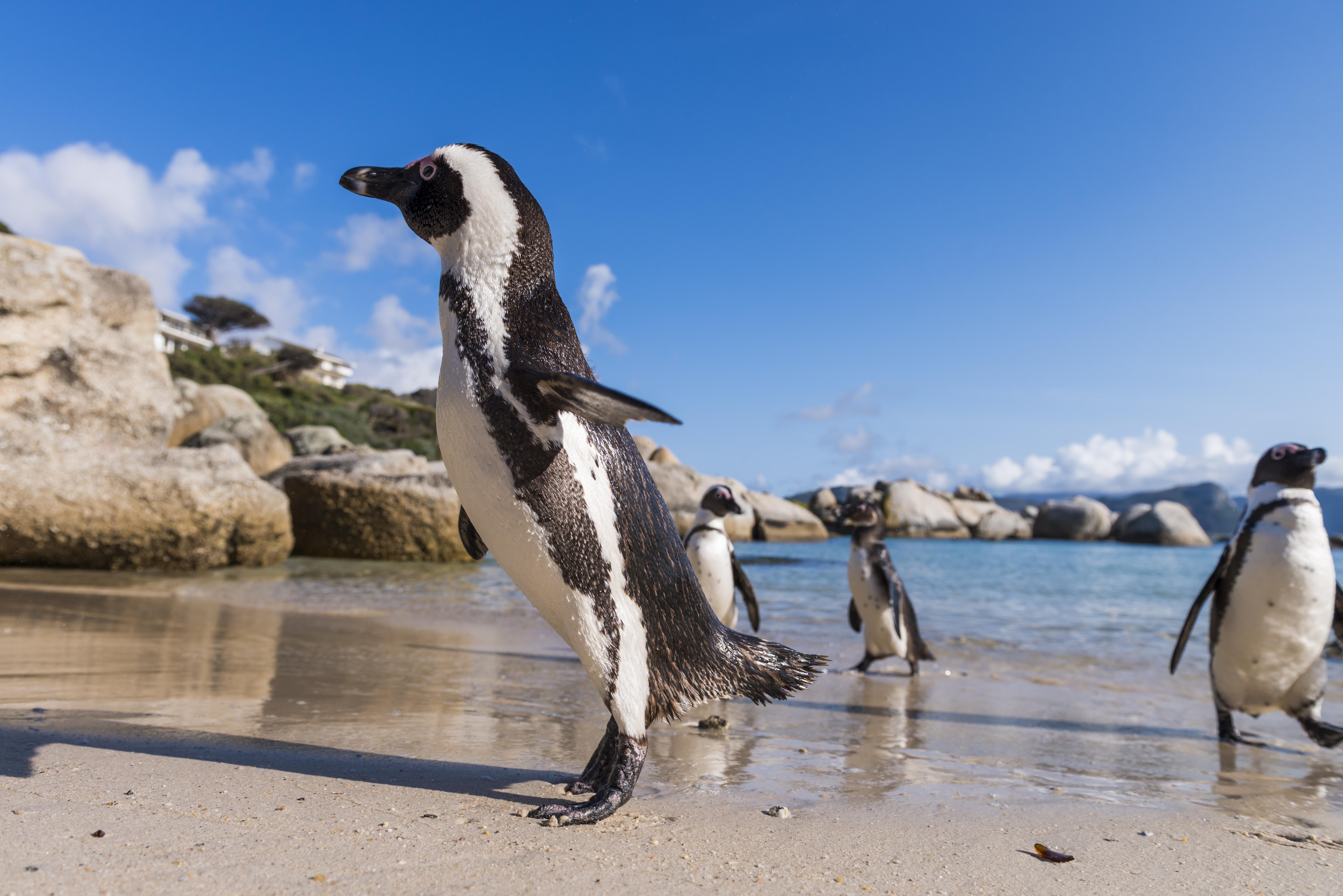 Simon'S Town Quayside Hotel Exterior foto